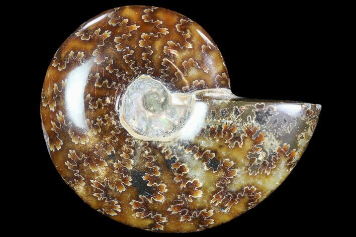 Polished, Agatized Ammonite (Cleoniceras) - Madagascar #88113